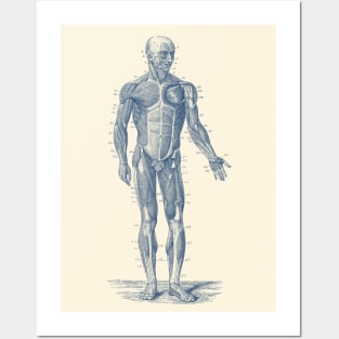 Human Muscle System - Vintage Anatomy Print Posters and Art